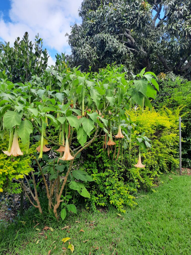 jardin arboré