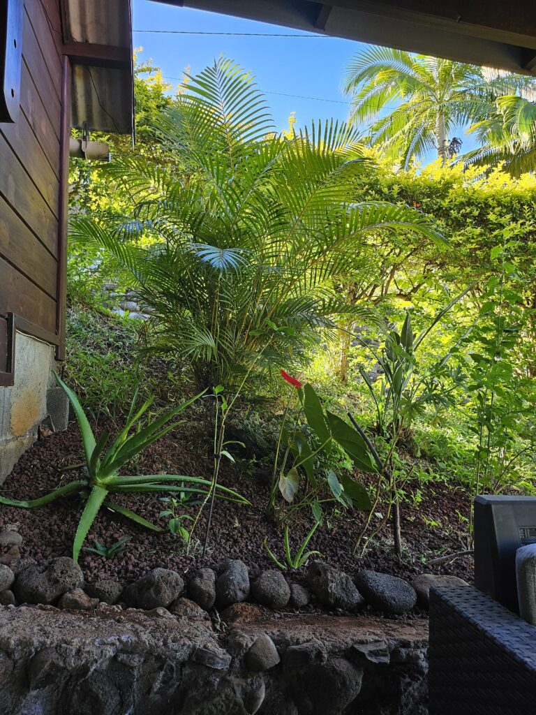 massifs de plantes et fleurs près de la terrasse