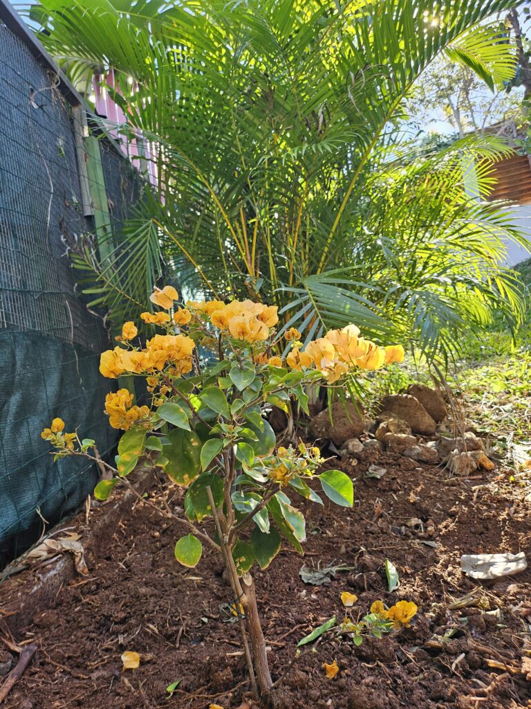 jardin arrière